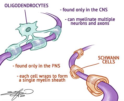 oligodendrocytes and schwann cells